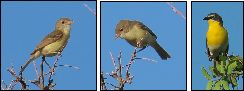 Three birds are perched on a tree branch against a blue sky