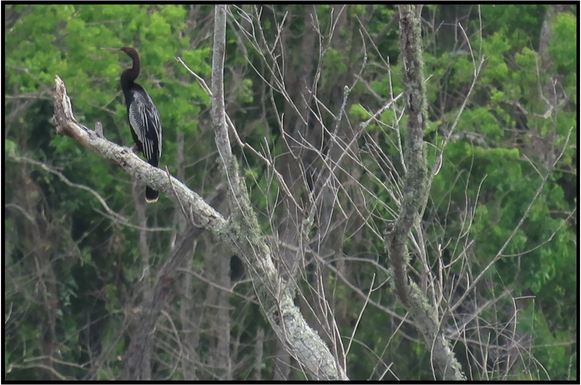A bird perched on a tree branch in the woods