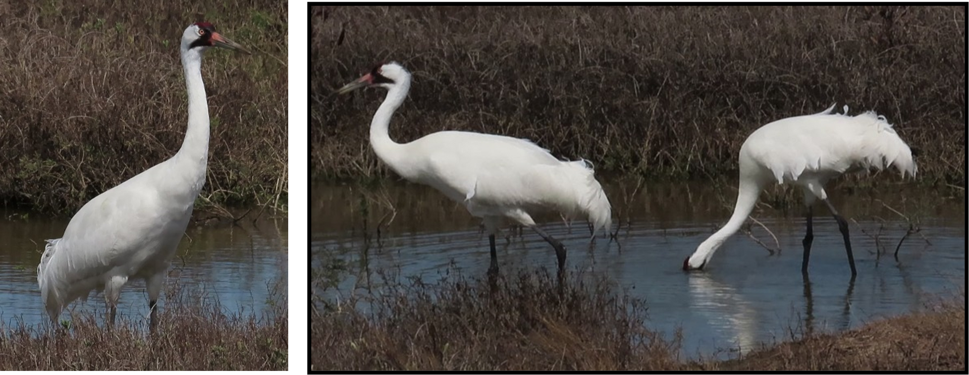 Three white birds are standing in a body of water