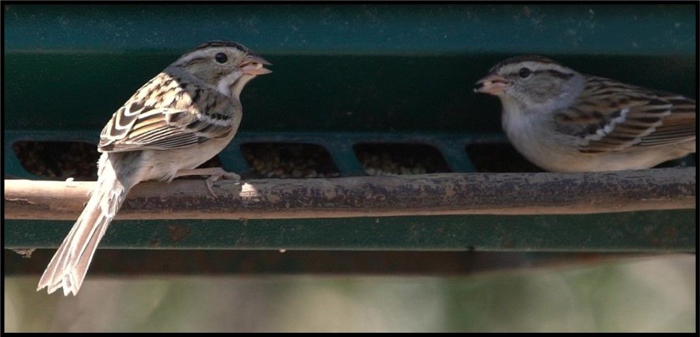 Two birds are perched on a bird feeder looking at each other.