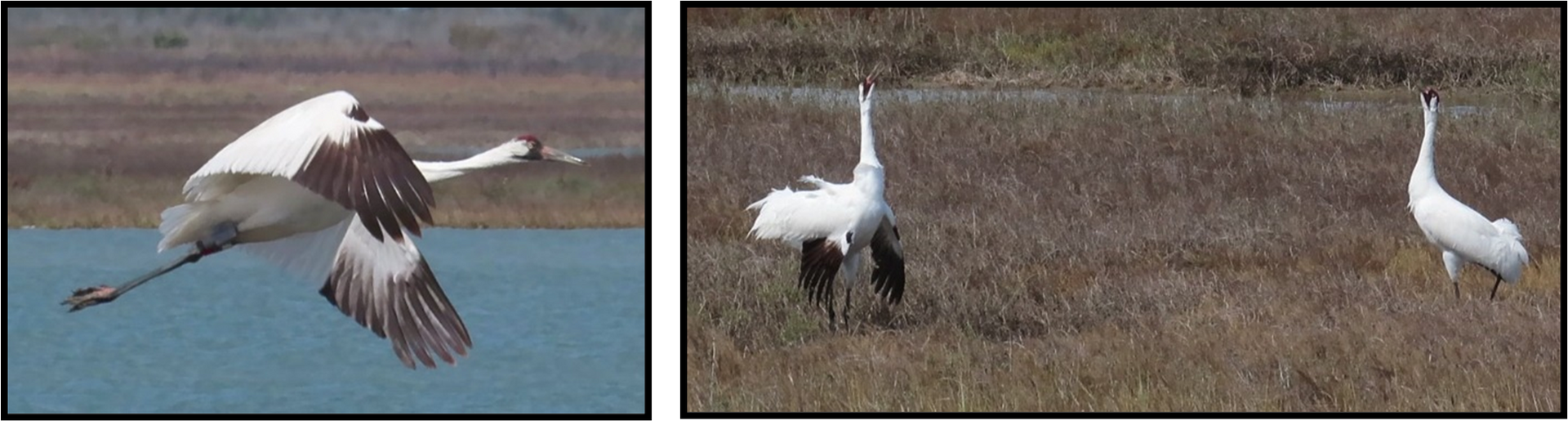 A bird is flying over a body of water and another bird is standing in a field.