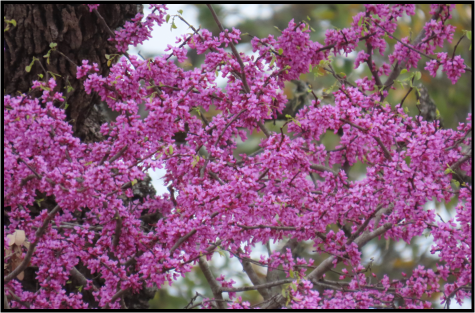 A tree with lots of purple flowers on it