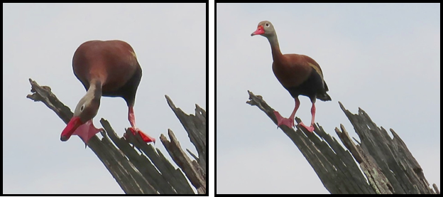 Two pictures of a bird standing on a tree branch