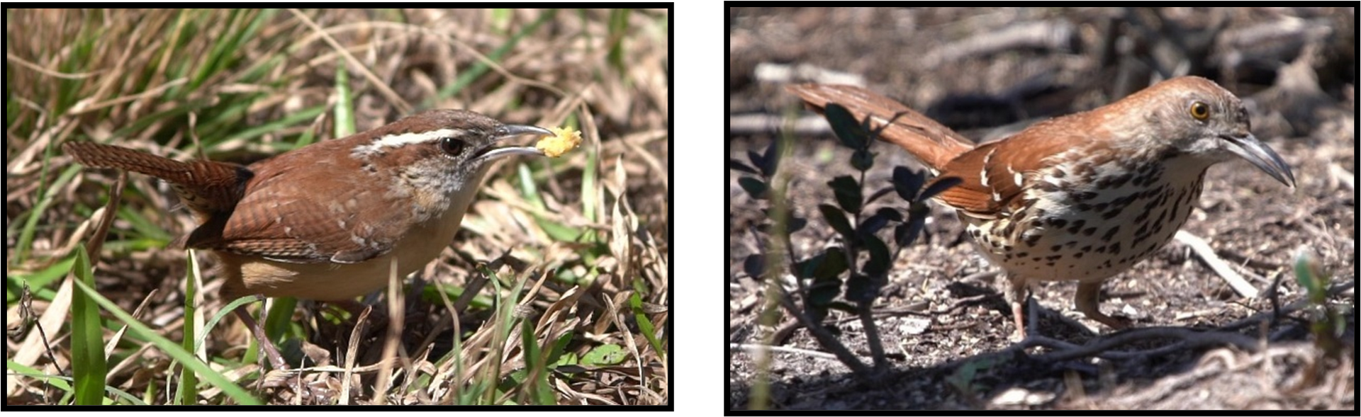 Two pictures of a bird standing in the grass.