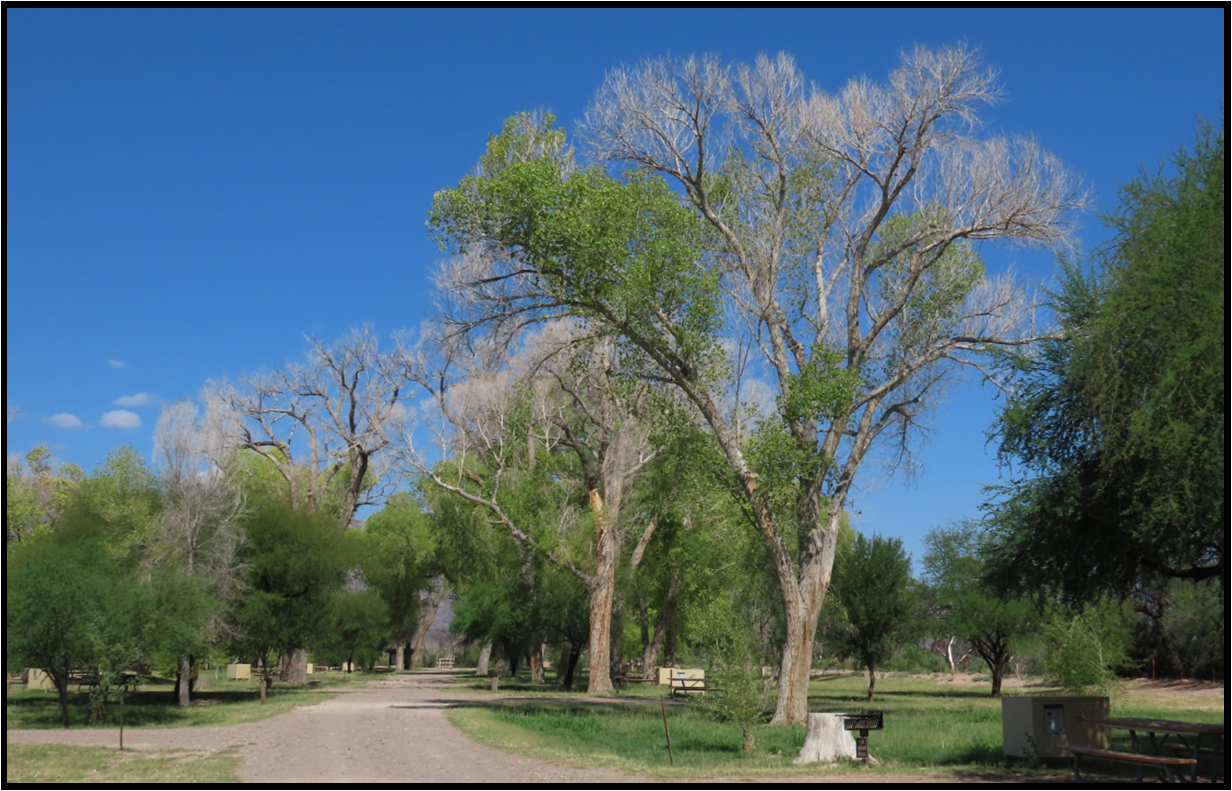 A dirt road with trees on both sides and a blue sky in the background.