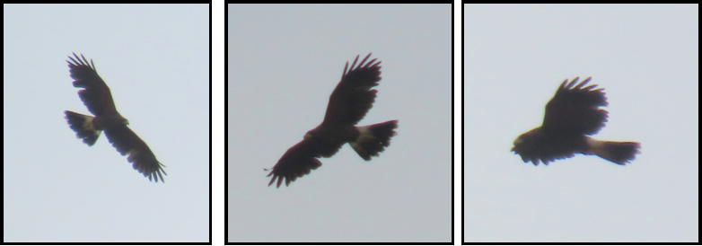 Three pictures of a bird flying in the sky