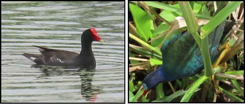 A black duck with a red head is swimming in the water