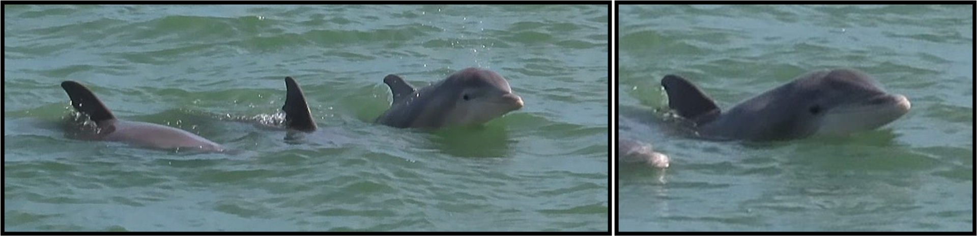 A group of dolphins are swimming in the ocean