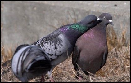 Two pigeons are standing next to each other on the ground