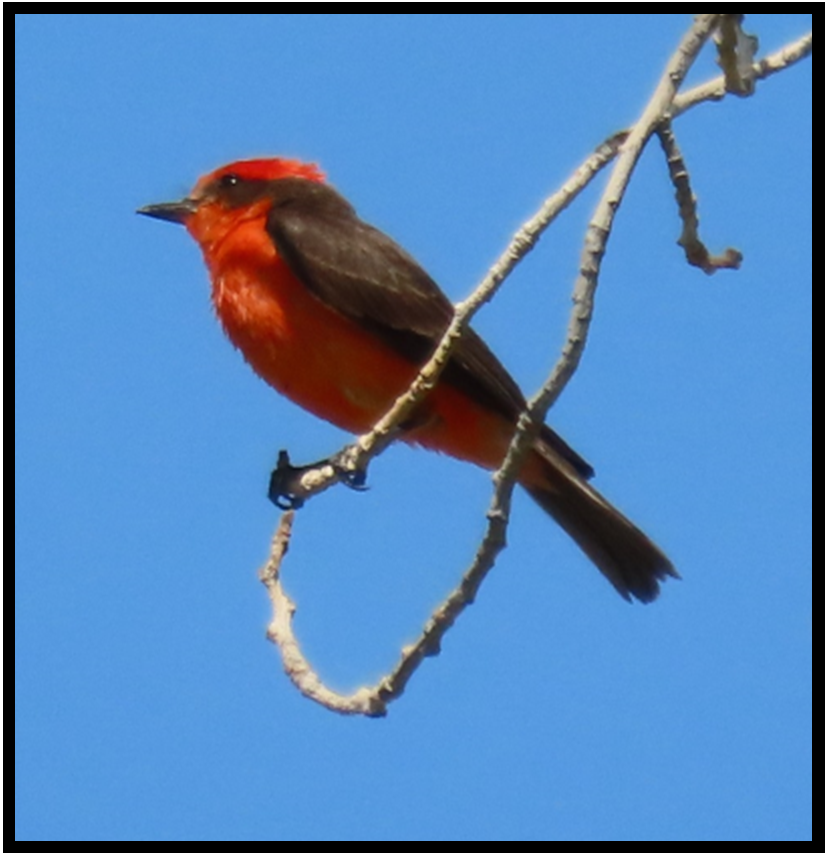 A small red and black bird perched on a tree branch