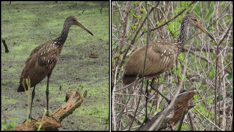 Two birds are standing next to each other in a swamp.