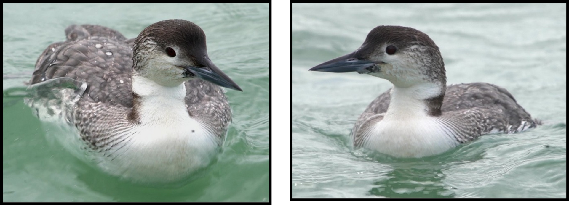 Two pictures of a bird swimming in the water.