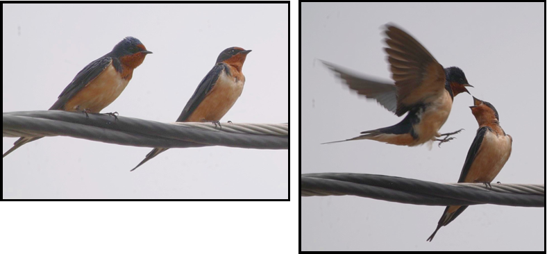 Two pictures of birds on a wire one of which is feeding the other