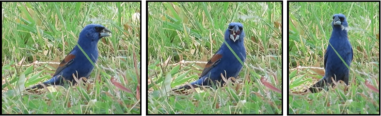 Three pictures of a blue bird in the grass