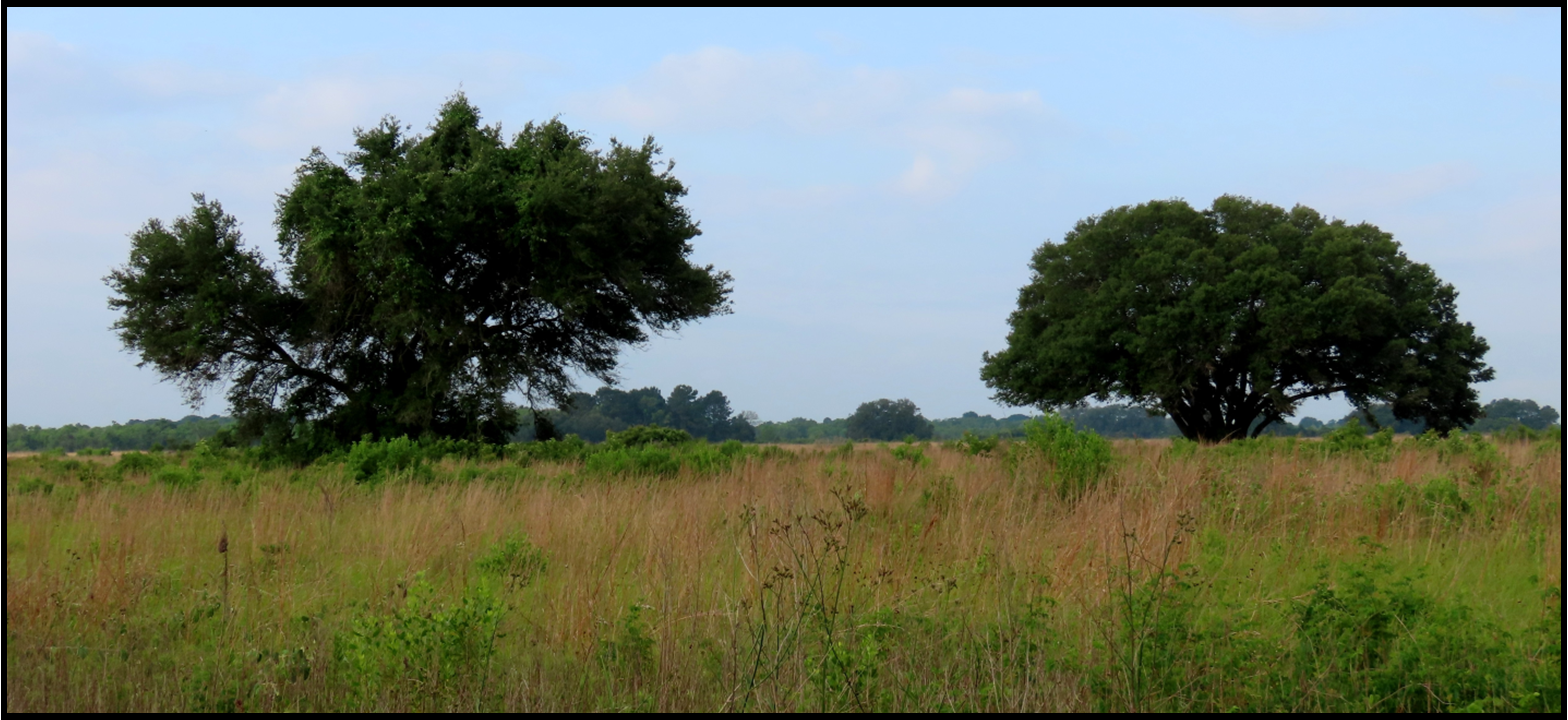 Two trees are standing in the middle of a grassy field.