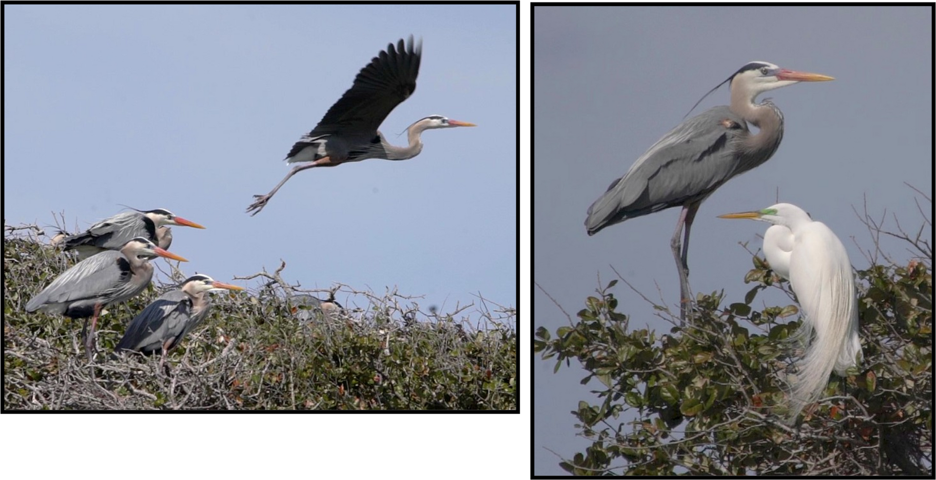 Two pictures of birds flying and standing in a tree