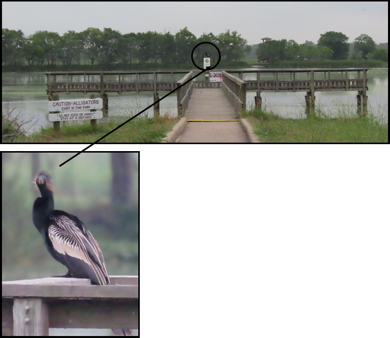 A bird sitting on a fence next to a bridge