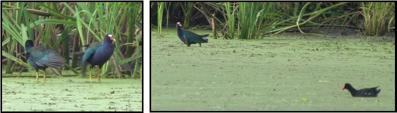 A couple of birds standing next to each other in a swamp