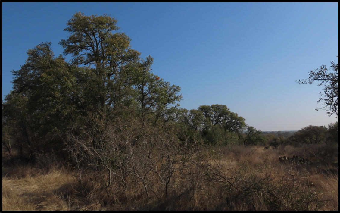 A field with trees and bushes in the foreground and a blue sky in the background.