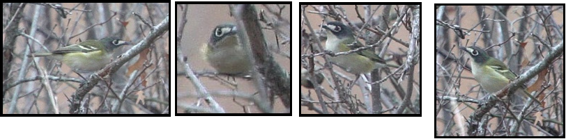 Four pictures of a bird sitting on a tree branch