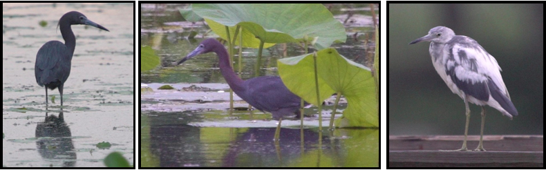 A collage of three pictures of birds standing in the water