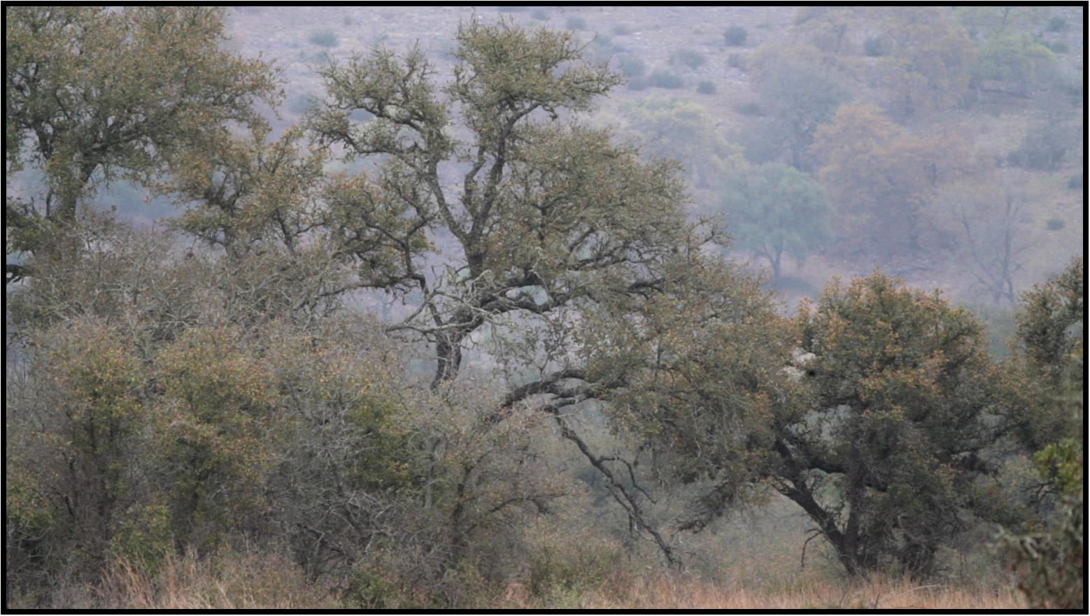 A tree in a field with a mountain in the background
