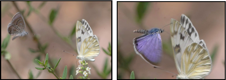 A white and purple butterfly are sitting on a flower