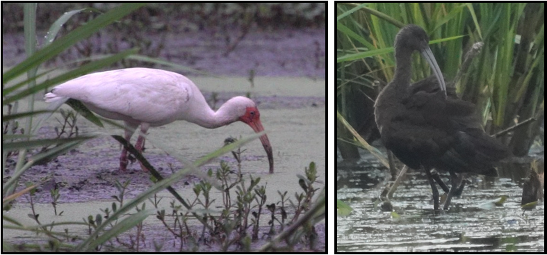 A white bird with a red beak is standing next to a black bird