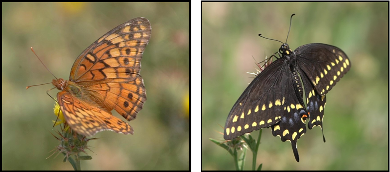 Two butterflies are sitting on a flower and one is orange and the other is black.