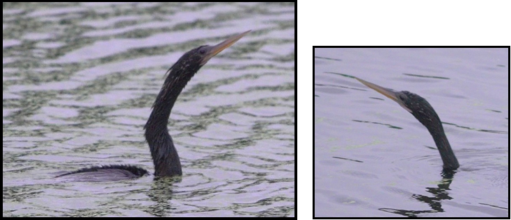 A bird with a long beak is swimming in the water.