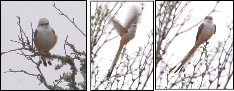 Three pictures of a bird sitting on a tree branch