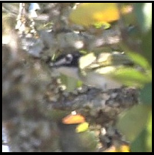 A close up of a bird sitting on a tree branch.