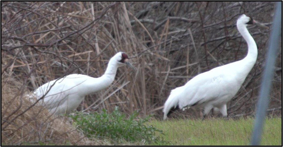 Two white birds are standing next to each other in a field.
