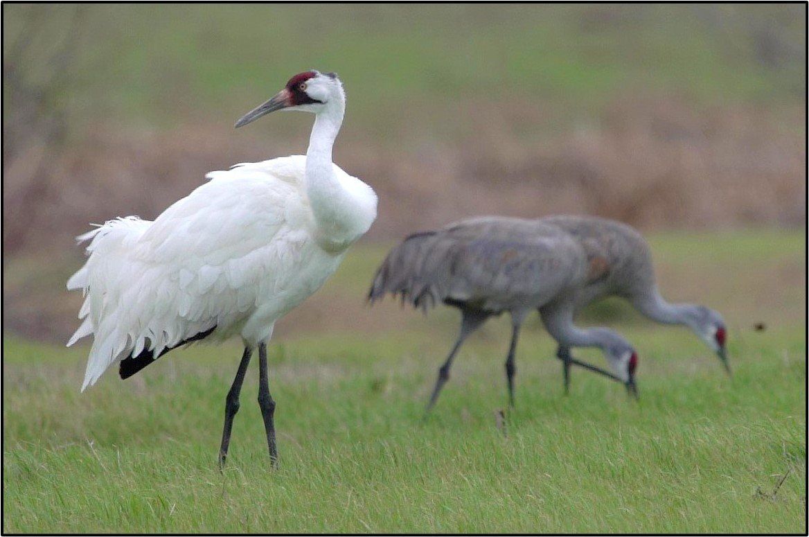 Two cranes are standing in a grassy field.