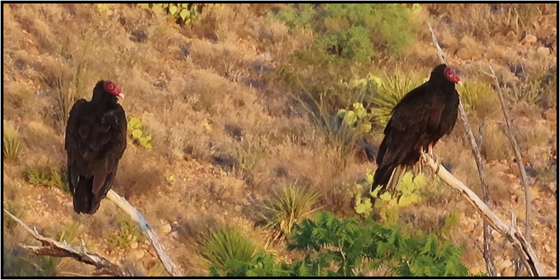 Two vultures perched on a tree branch in a field