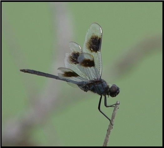 A dragonfly is sitting on a stick with a green background.
