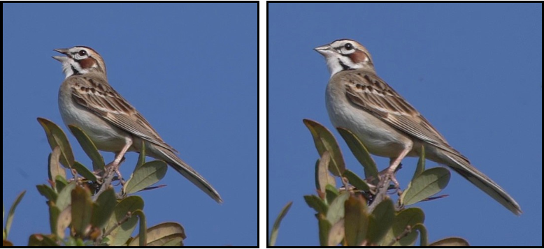 Two pictures of a bird sitting on a plant with a blue sky in the background