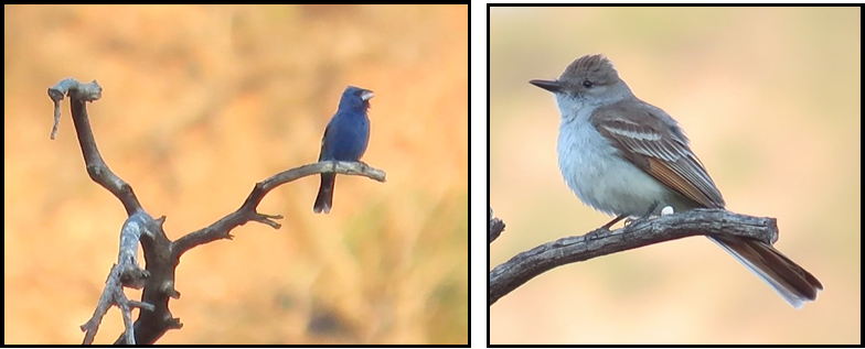 Two pictures of a bird sitting on a branch.