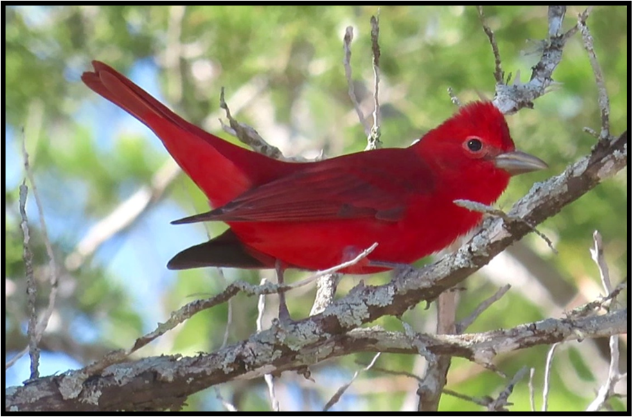 A small red bird perched on a tree branch