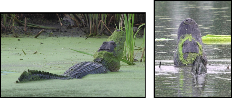 Two pictures of a crocodile laying in the water