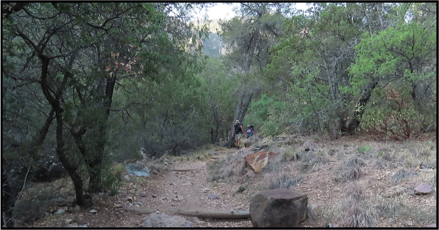 A person is standing in the middle of a forest.