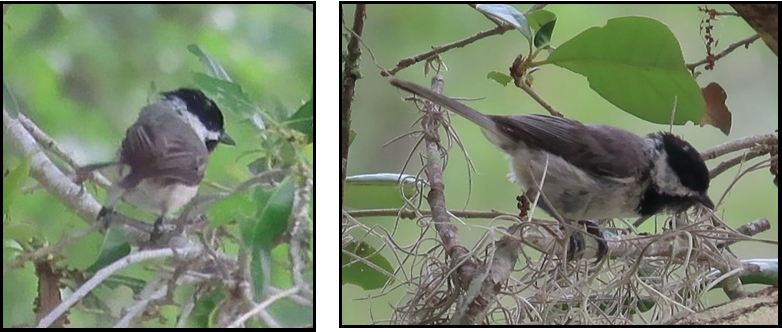 Two pictures of birds sitting on a tree branch.