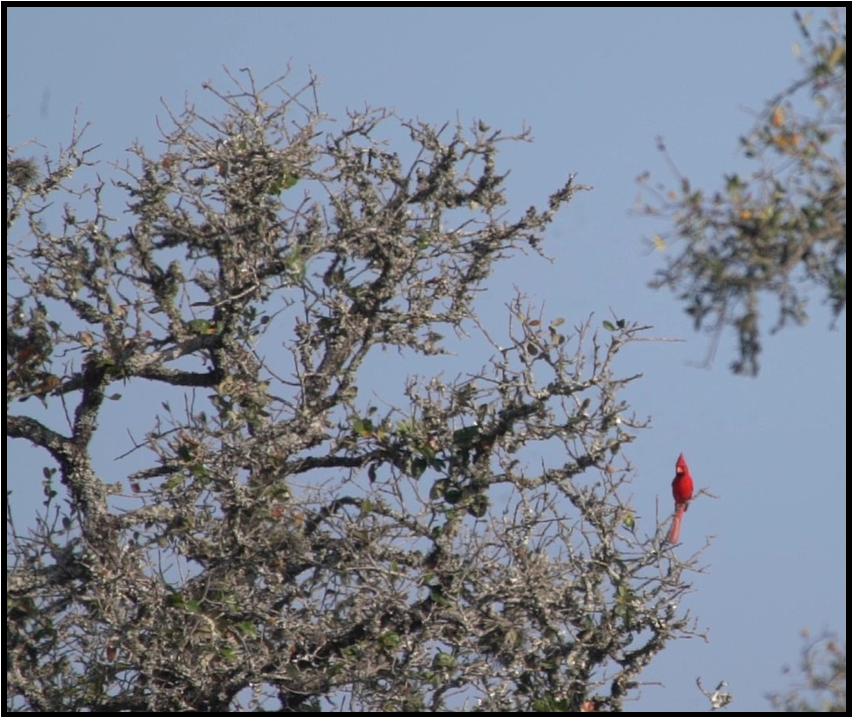 A red bird is perched on a tree branch