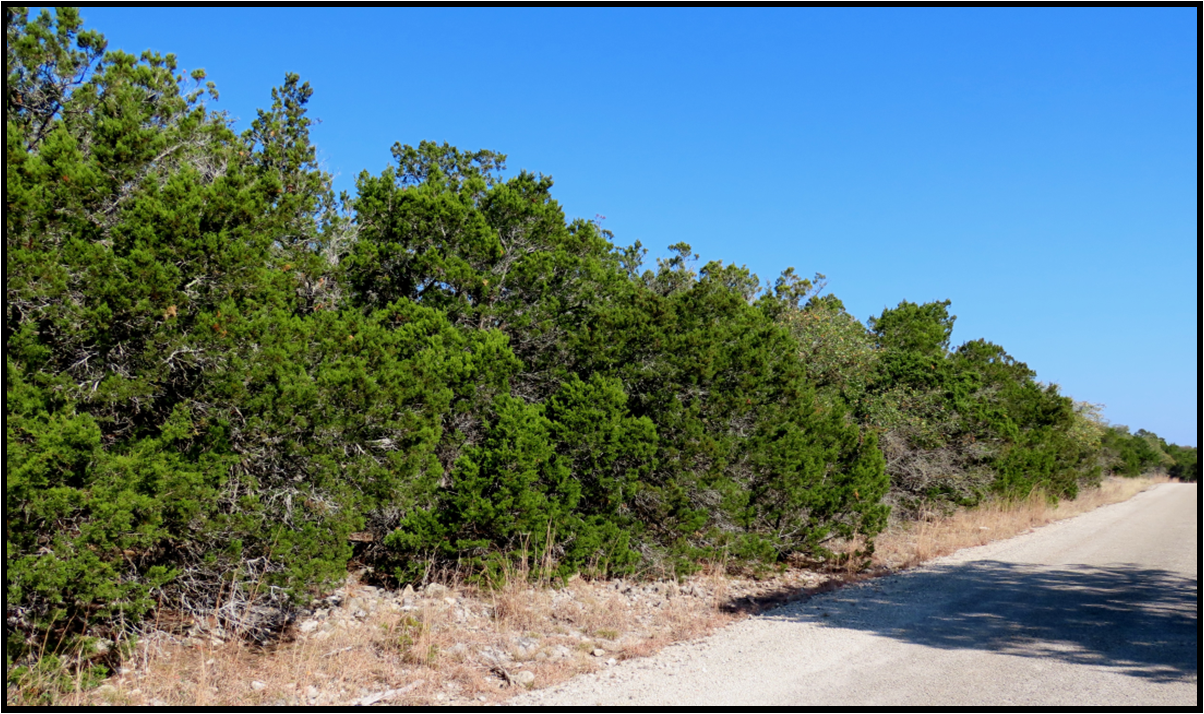 A dirt road with trees on the side of it