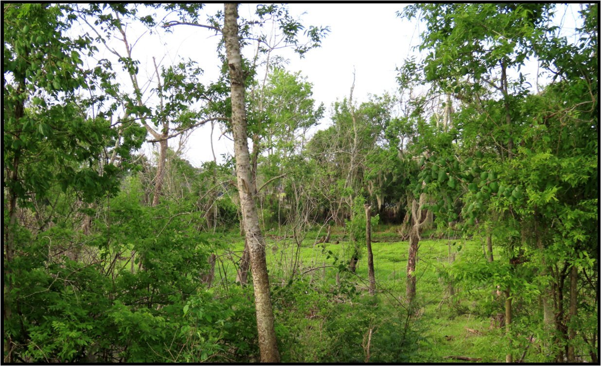 A lush green forest with trees and shrubs