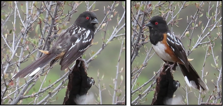 Two birds sitting on a tree branch with red eyes