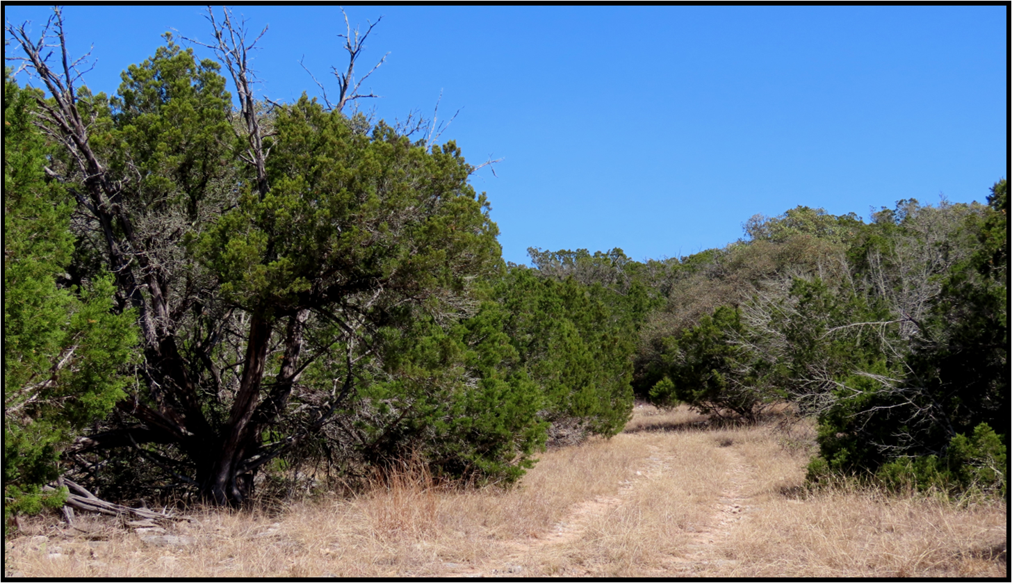 A dirt road in the middle of a field surrounded by trees.