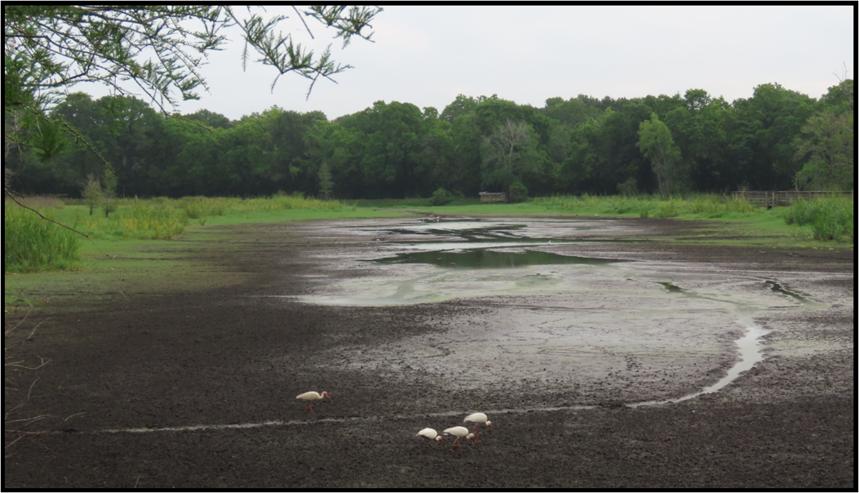 A muddy field with trees in the background