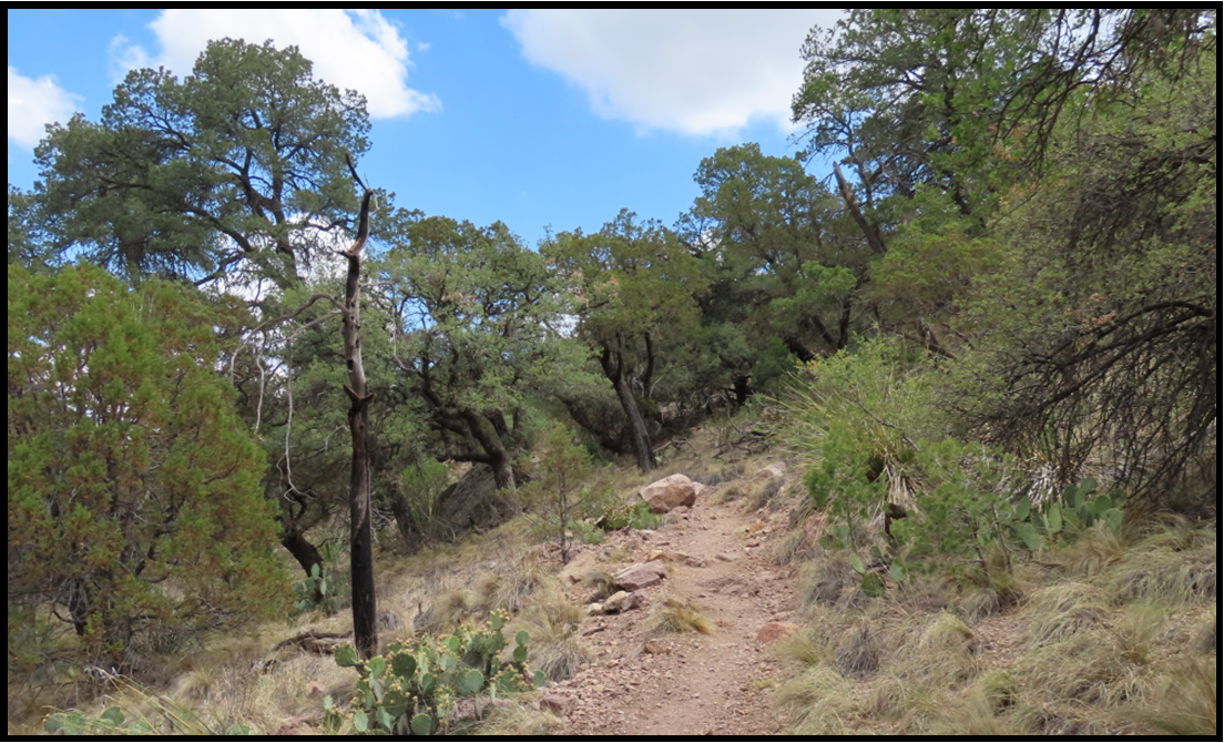 A dirt path going through a lush green forest.