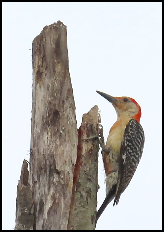 A woodpecker perched on a tree stump with a white background